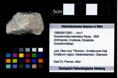 Foto (Objekt + Etikett) von Goniodromites bidentatus (Reuss, 1858)  (NHMW-GEO-1990-0041-2681)